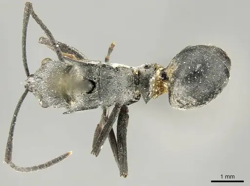 Polyrhachis ceramensis specimen CASENT0915818 image casent0915818_1