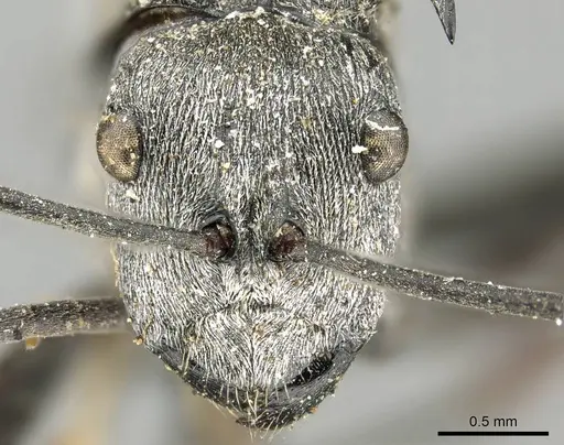 Polyrhachis ceramensis specimen CASENT0915818 image casent0915818_2