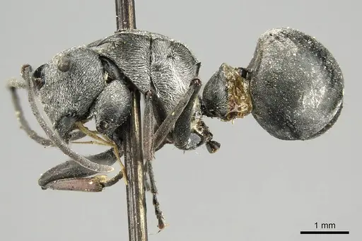 Polyrhachis ceramensis specimen CASENT0915818 image casent0915818_3