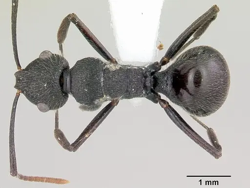 Polyrhachis chaita specimen CASENT0103175 image casent0103175_1