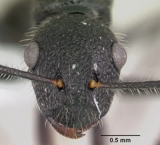 Polyrhachis chaita specimen CASENT0103175 image casent0103175_2