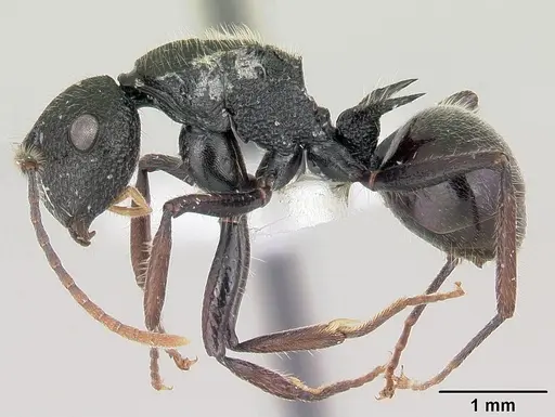 Polyrhachis chaita specimen CASENT0103175 image casent0103175_3