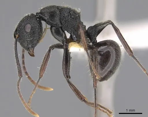 Polyrhachis chaita specimen CASENT0923485 image casent0923485_1