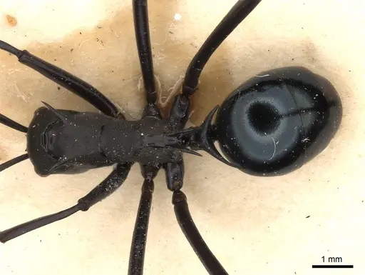 Polyrhachis chalybea specimen CASENT0217753 image casent0217753_1