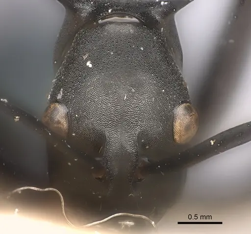Polyrhachis chalybea specimen CASENT0217753 image casent0217753_2