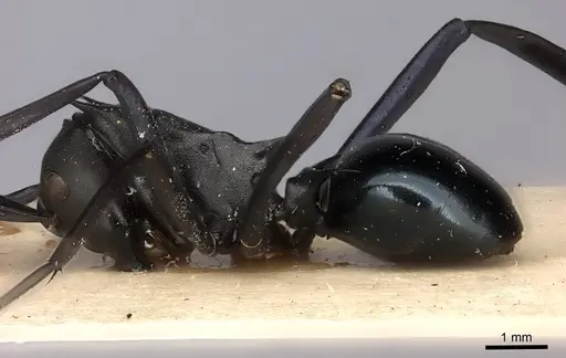 Polyrhachis chalybea specimen CASENT0217753 image casent0217753_3