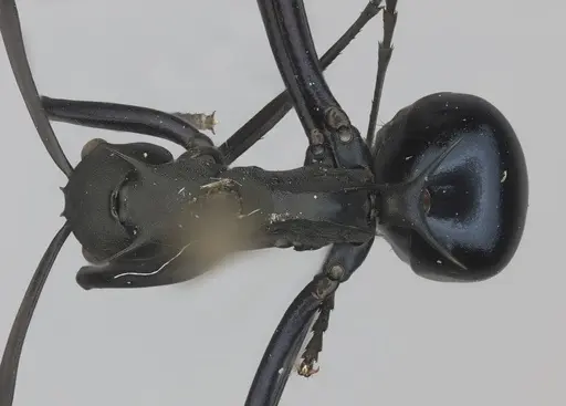 Polyrhachis chalybea specimen CASENT0217806 image casent0217806_1
