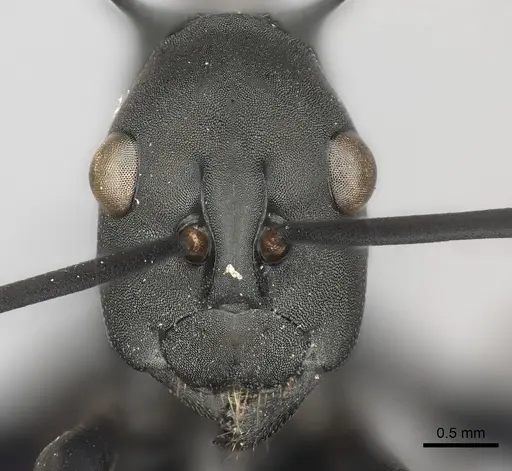 Polyrhachis chalybea specimen CASENT0217806 image casent0217806_2