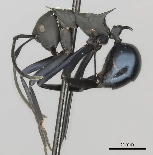 Polyrhachis chalybea specimen CASENT0217806 image casent0217806_3