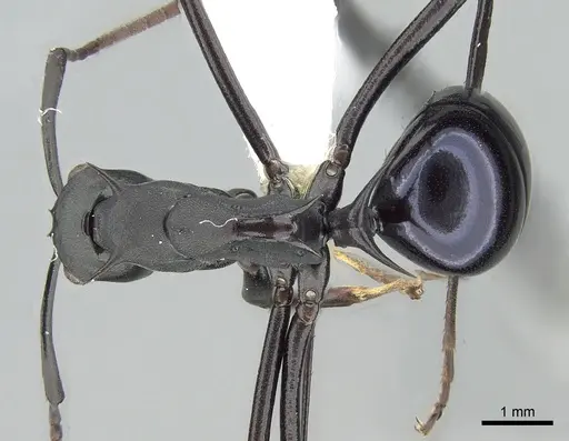 Polyrhachis chalybea specimen CASENT0281397 image casent0281397_1