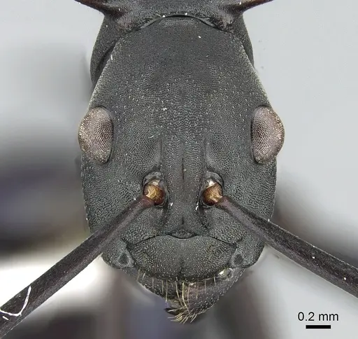 Polyrhachis chalybea specimen CASENT0281397 image casent0281397_2