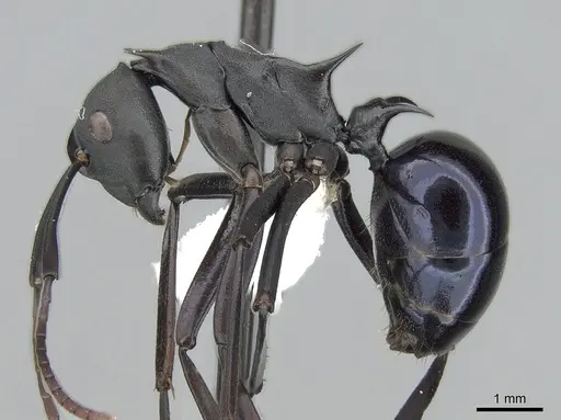 Polyrhachis chalybea specimen CASENT0281397 image casent0281397_3