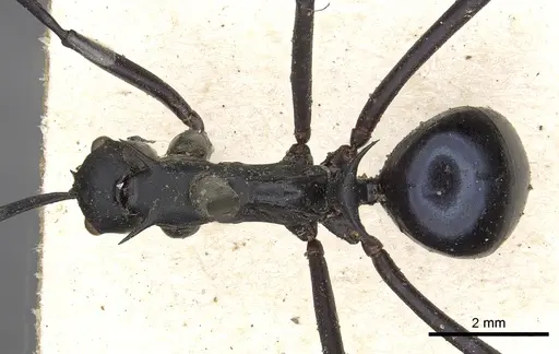 Polyrhachis chalybea specimen CASENT0901850 image casent0901850_1