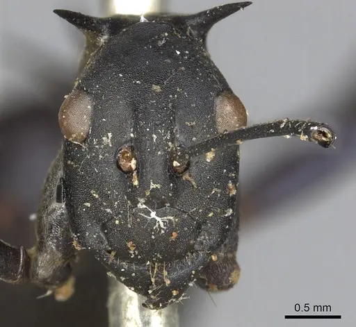 Polyrhachis chalybea specimen CASENT0901850 image casent0901850_2