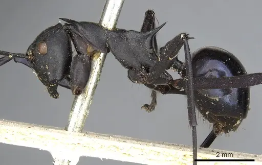 Polyrhachis chalybea specimen CASENT0901850 image casent0901850_3