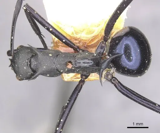 Polyrhachis chalybea specimen CASENT0910876 image casent0910876_1