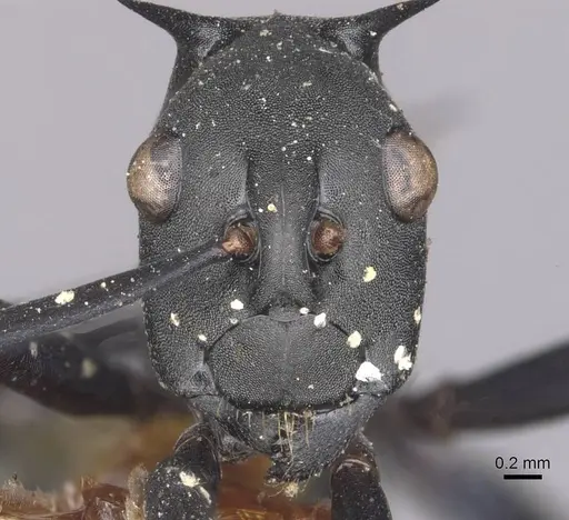 Polyrhachis chalybea specimen CASENT0910876 image casent0910876_2