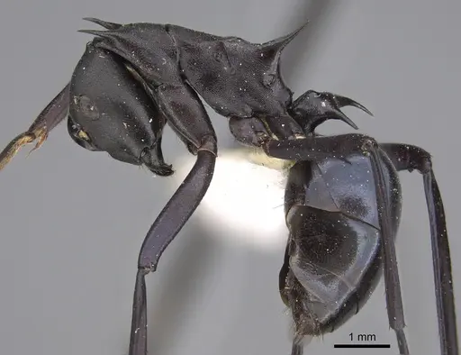 Polyrhachis chalybea specimen CASENT0923486 image casent0923486_1