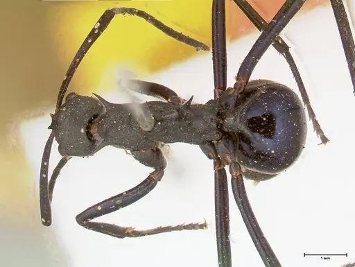 Polyrhachis chalybea specimen FOCOL0574 image focol0574_1