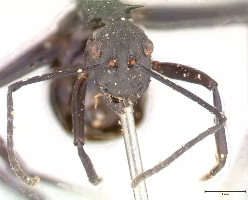 Polyrhachis chalybea specimen FOCOL0574 image focol0574_2