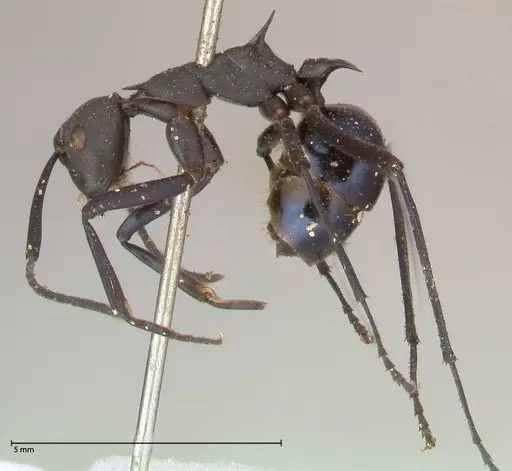 Polyrhachis chalybea specimen FOCOL0574 image focol0574_3