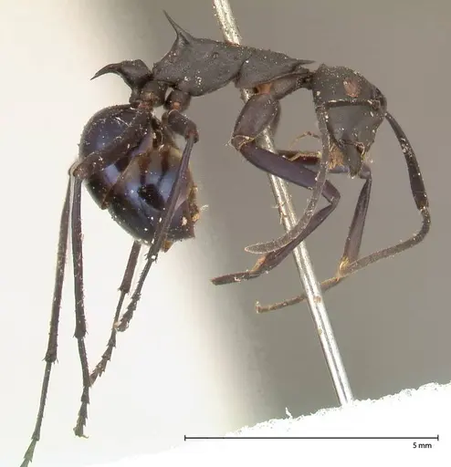 Polyrhachis chalybea specimen FOCOL0574 image focol0574_4