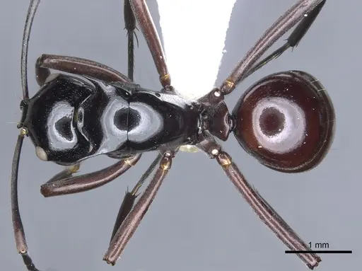 Polyrhachis chapmani specimen CASENT0903440 image casent0903440_1