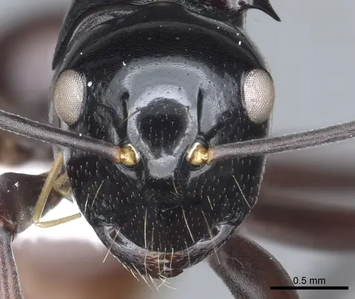 Polyrhachis chapmani specimen CASENT0903440 image casent0903440_2