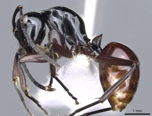 Polyrhachis chapmani specimen CASENT0903440 image casent0903440_3