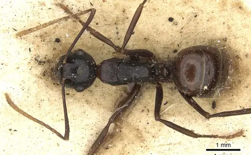 Polyrhachis charaxa specimen CASENT0901834 image casent0901834_1