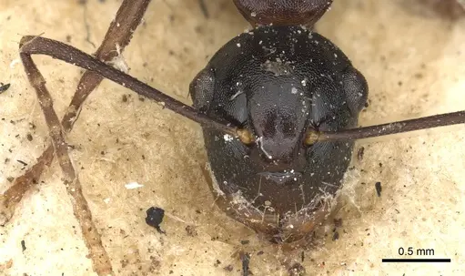 Polyrhachis charaxa specimen CASENT0901834 image casent0901834_2