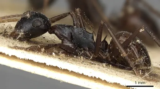 Polyrhachis charaxa specimen CASENT0901834 image casent0901834_3