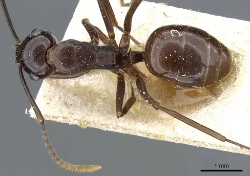 Polyrhachis chartifex specimen CASENT0905565 image casent0905565_1