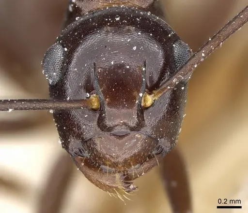 Polyrhachis chartifex specimen CASENT0905565 image casent0905565_2