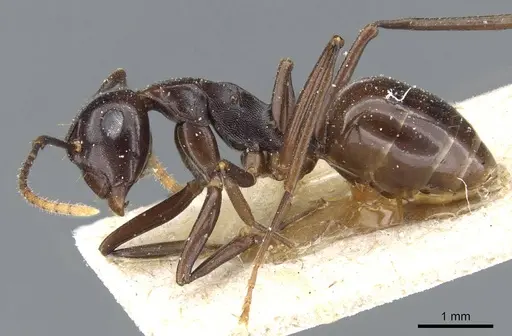 Polyrhachis chartifex specimen CASENT0905565 image casent0905565_3