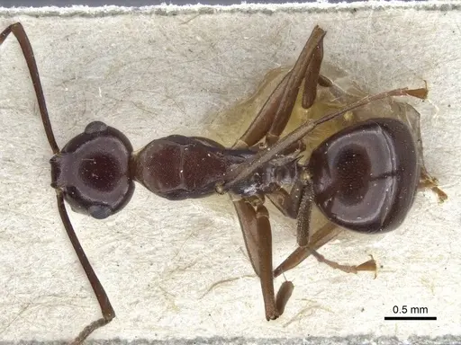 Polyrhachis chartifex specimen CASENT0916638 image casent0916638_1