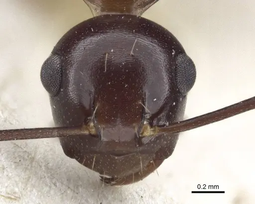 Polyrhachis chartifex specimen CASENT0916638 image casent0916638_2