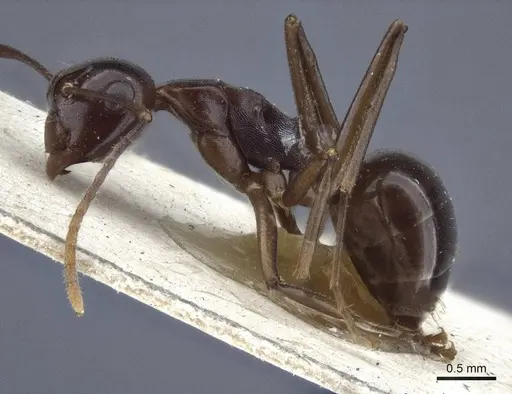 Polyrhachis chartifex specimen CASENT0916638 image casent0916638_3