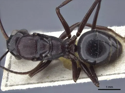Polyrhachis chartifex specimen CASENT0916639 image casent0916639_1