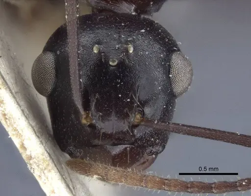 Polyrhachis chartifex specimen CASENT0916639 image casent0916639_2