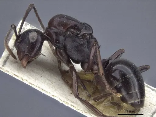 Polyrhachis chartifex specimen CASENT0916639 image casent0916639_3