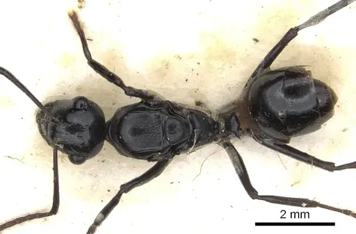 Polyrhachis cheesmanae specimen CASENT0903333 image casent0903333_1