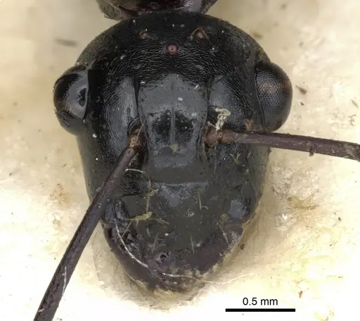 Polyrhachis cheesmanae specimen CASENT0903333 image casent0903333_2