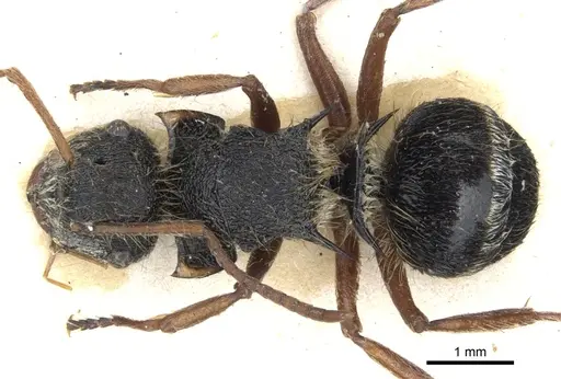 Polyrhachis cingula specimen CASENT0903345 image casent0903345_1