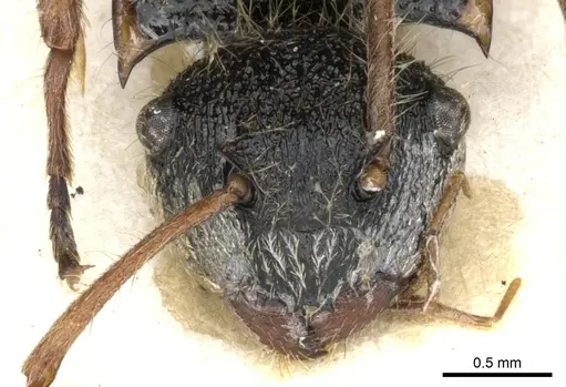 Polyrhachis cingula specimen CASENT0903345 image casent0903345_2