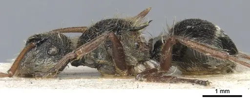 Polyrhachis cingula specimen CASENT0903345 image casent0903345_3