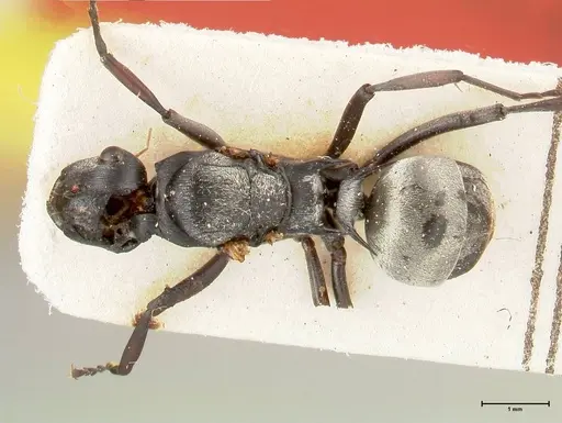 Polyrhachis circumdata specimen FOCOL0465 image focol0465_1