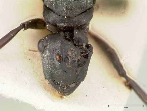 Polyrhachis circumdata specimen FOCOL0465 image focol0465_2