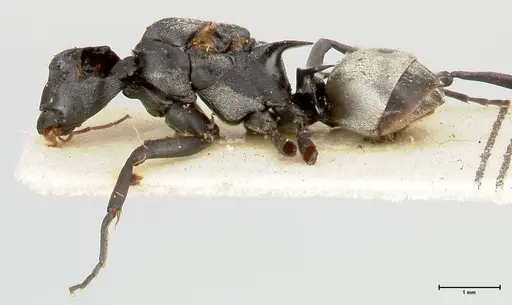Polyrhachis circumdata specimen FOCOL0465 image focol0465_3