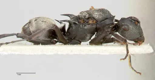 Polyrhachis circumdata specimen FOCOL0465 image focol0465_4